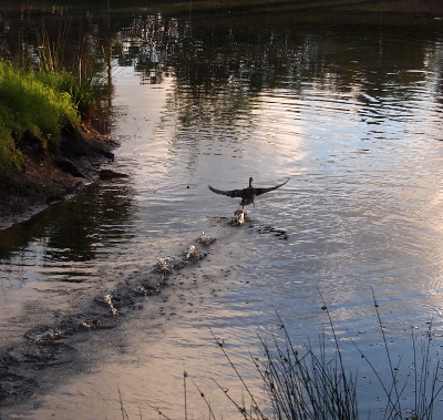 [The back end of a duck flying about 4-6 inches above the water. There is a series of wakes behind her because at least one foot kept touching down.]
